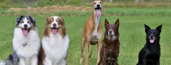 Ringerike hundesenter