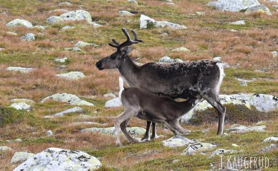 Nyhet: Villreinsafari på Norefjell